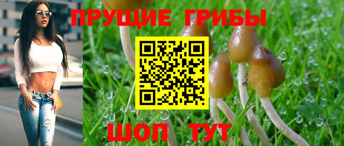 Галлюциногенные грибы Psilocybe Выборг